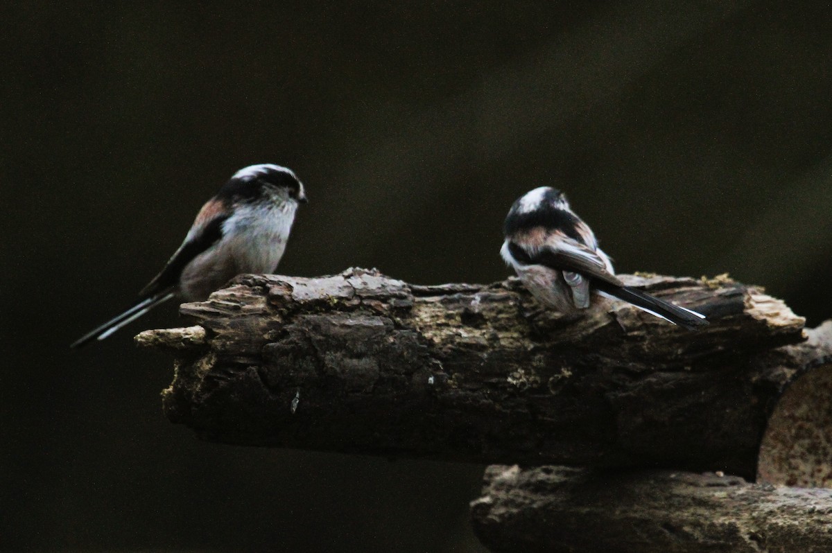 エナガ - ML647474953