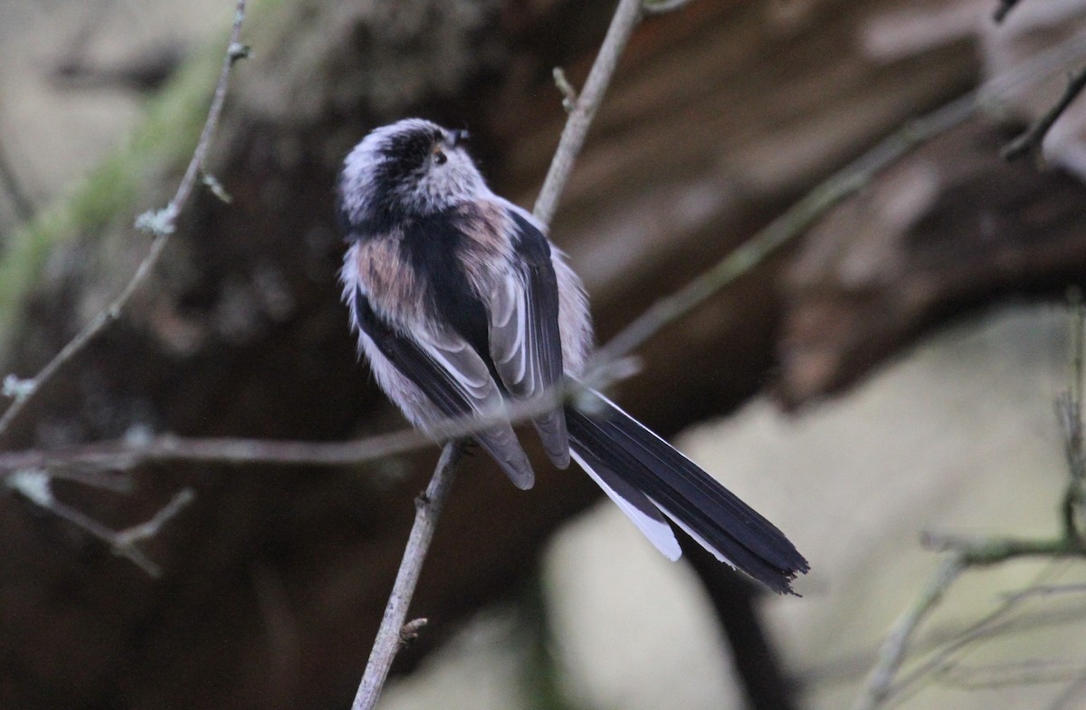 エナガ - ML647474954