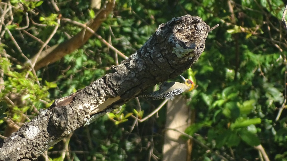 メガネシマセゲラ - ML647474955