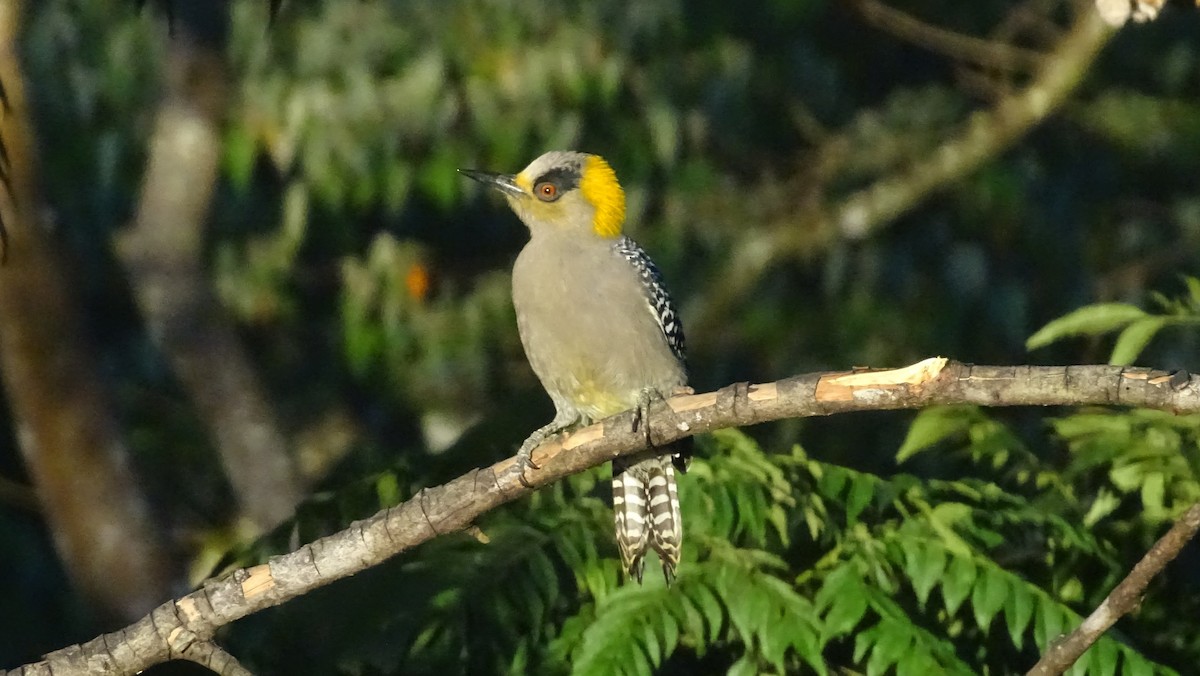 メガネシマセゲラ - ML647474956