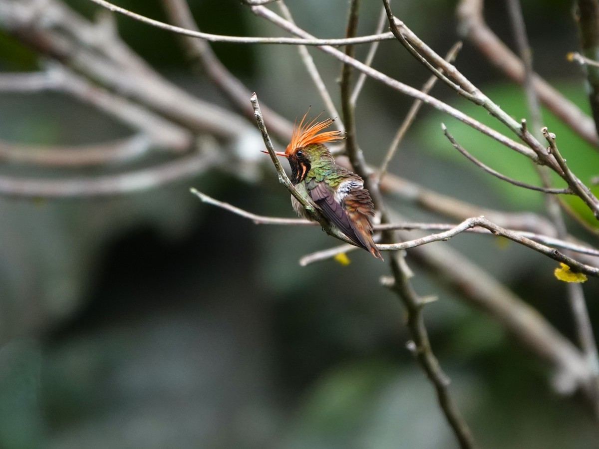 チャカザリハチドリ - ML647474957