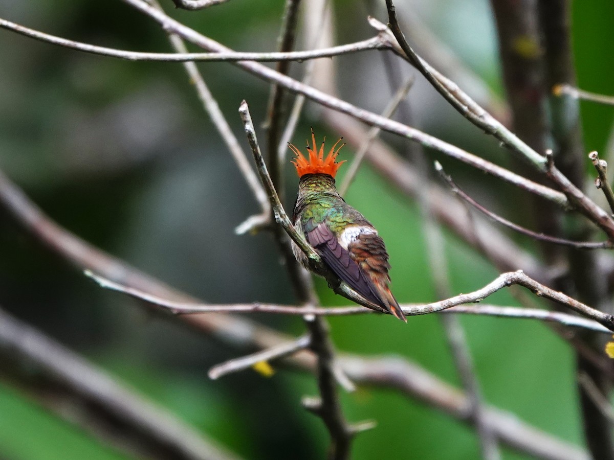 チャカザリハチドリ - ML647474958