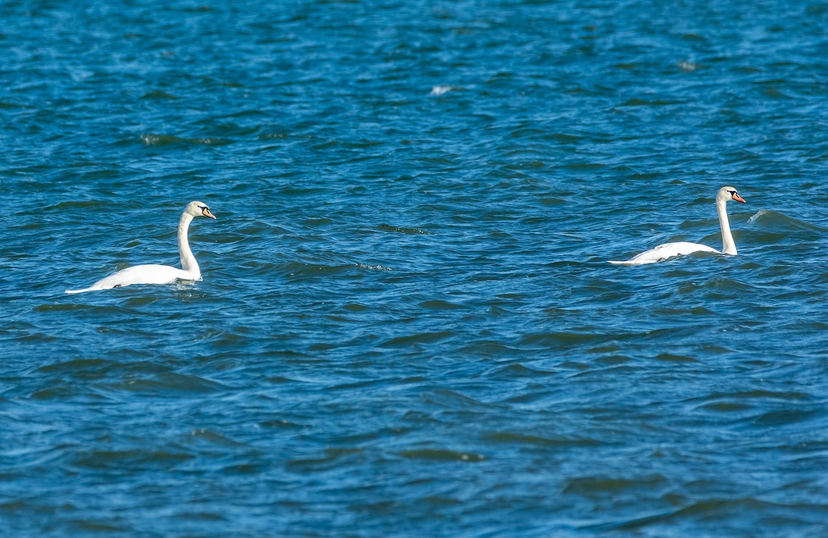 コブハクチョウ - ML647474959
