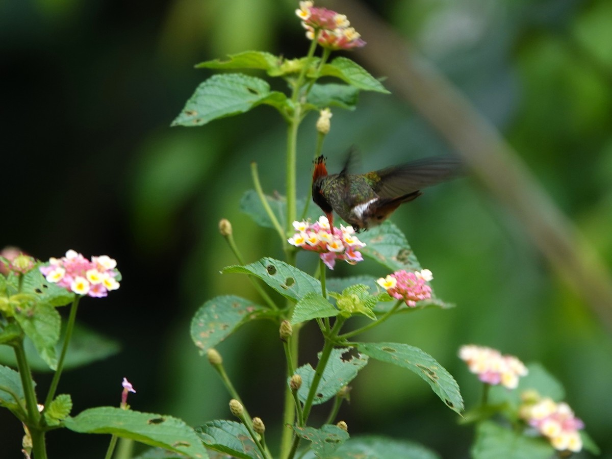 チャカザリハチドリ - ML647474960