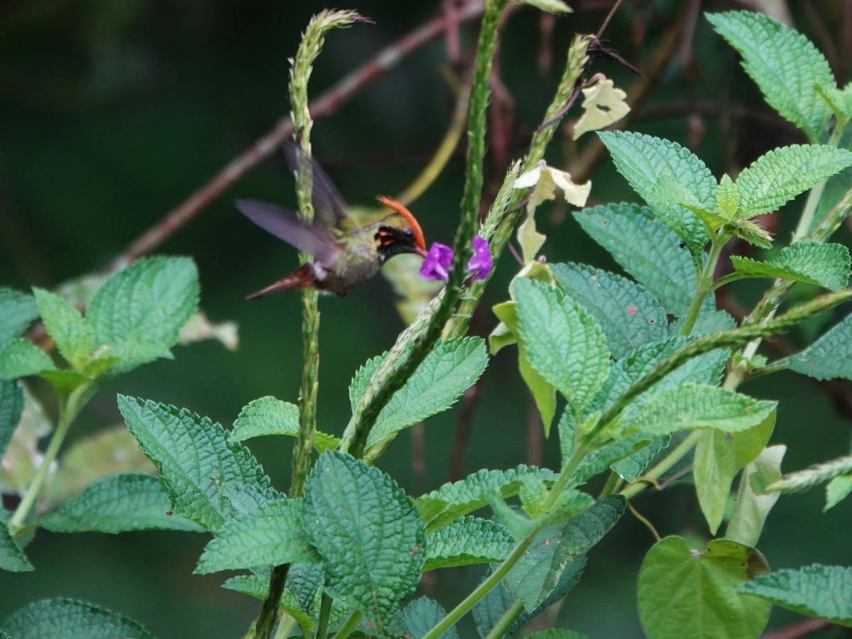 チャカザリハチドリ - ML647474961