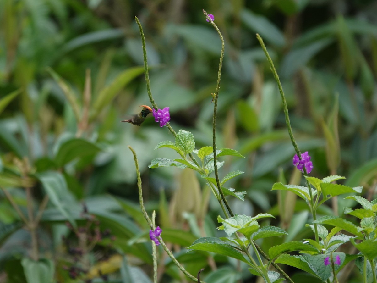 チャカザリハチドリ - ML647474962