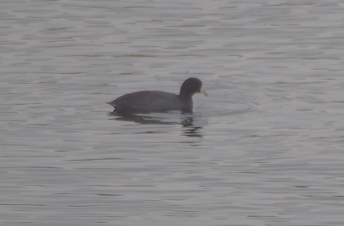 アメリカオオバン - ML647474963