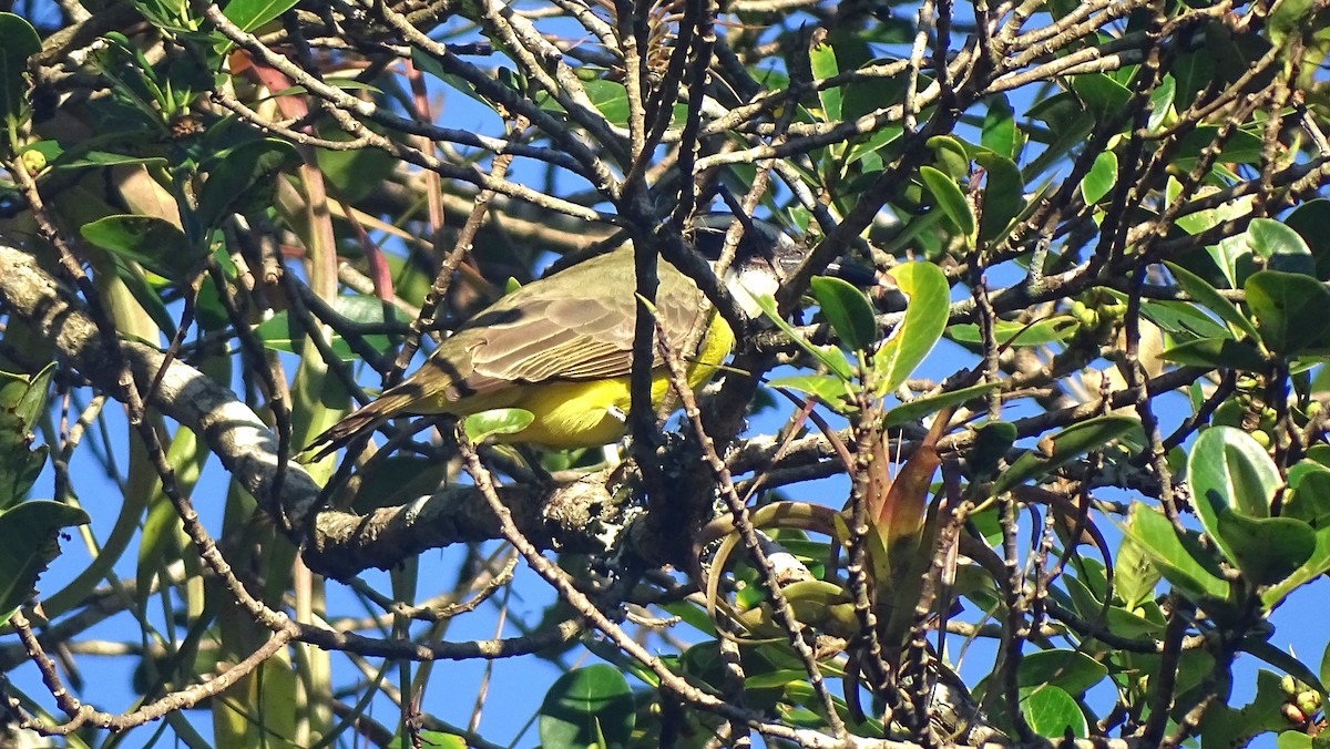 Boat-billed Flycatcher - ML647474966