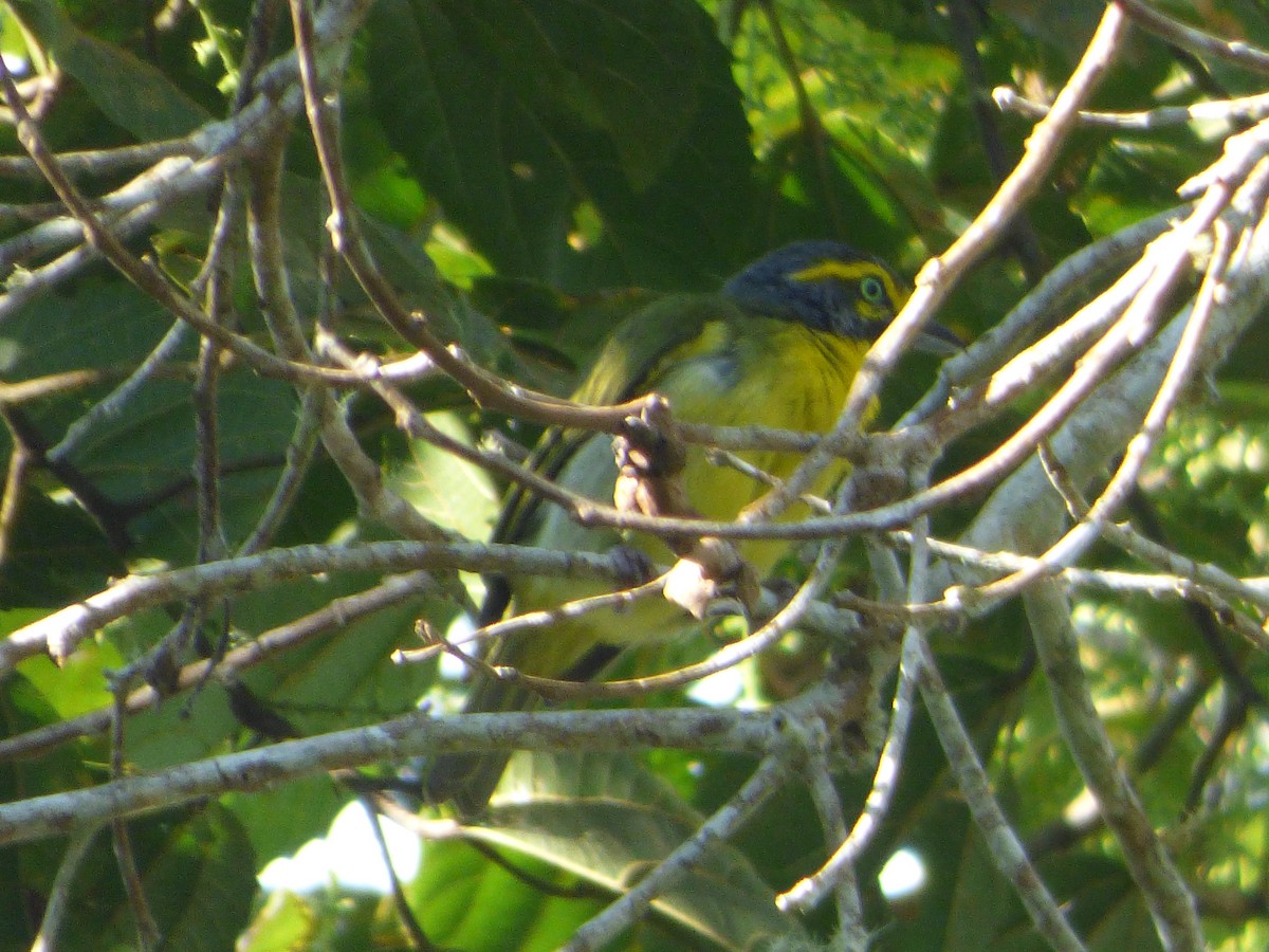 Slaty-capped Shrike-Vireo - ML647474998