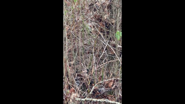 králíček americký - ML647475030