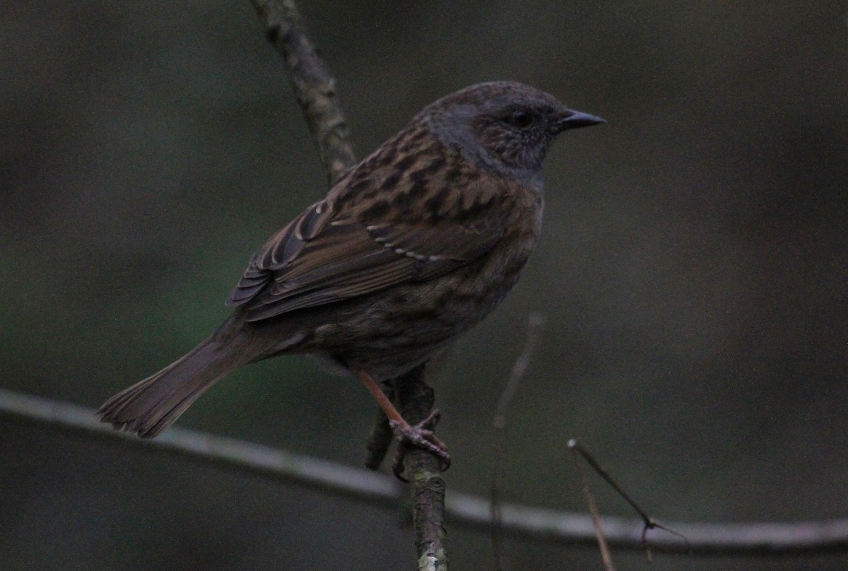Dunnock - ML647475036