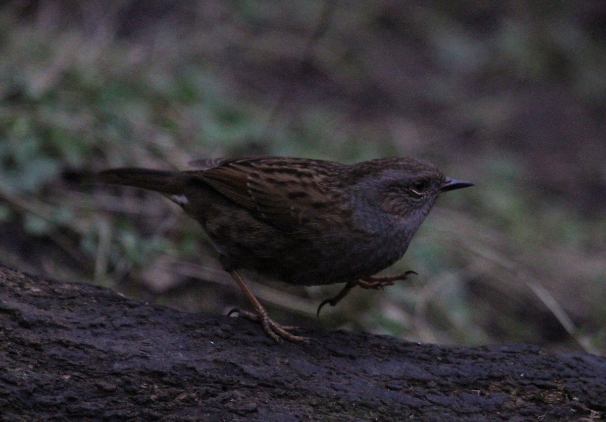 Dunnock - ML647475038