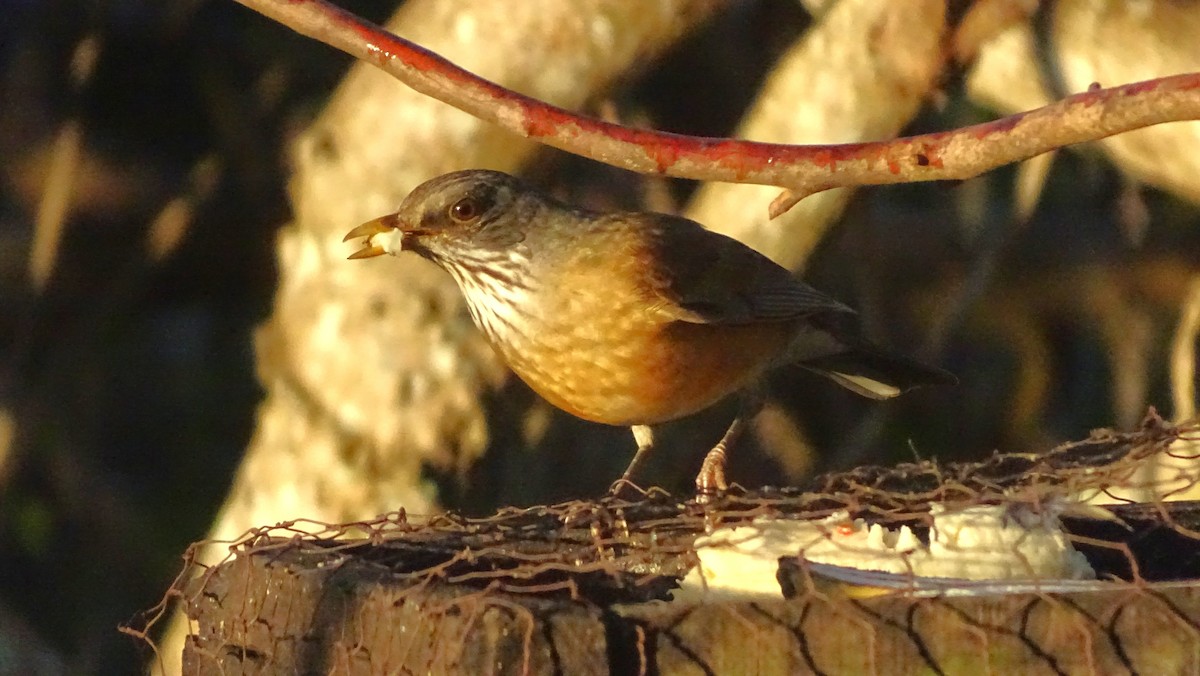 Rufous-backed Robin - ML647475046