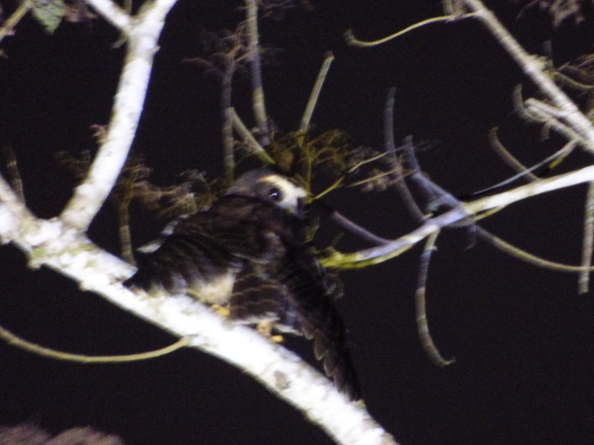 Band-bellied Owl - ML647475048