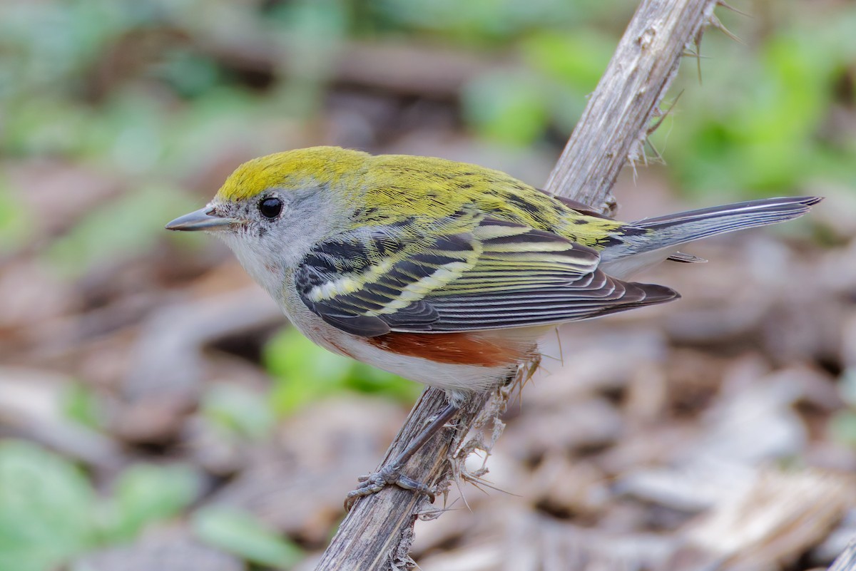 Chestnut-sided Warbler - ML647475052