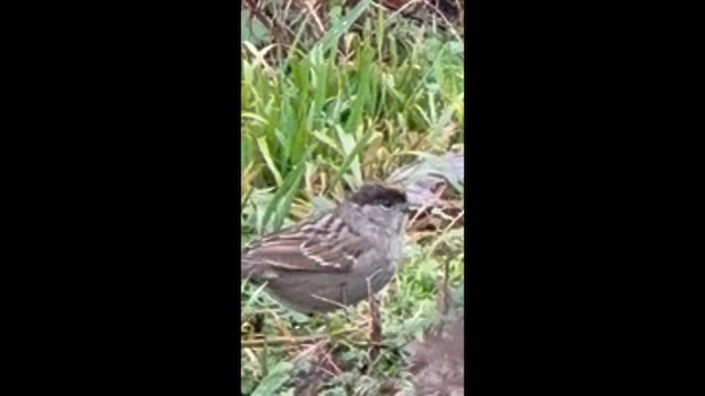 Golden-crowned Sparrow - ML647475054