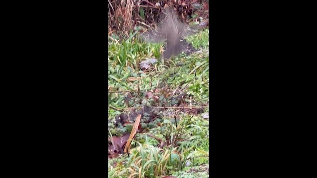 Golden-crowned Sparrow - ML647475058