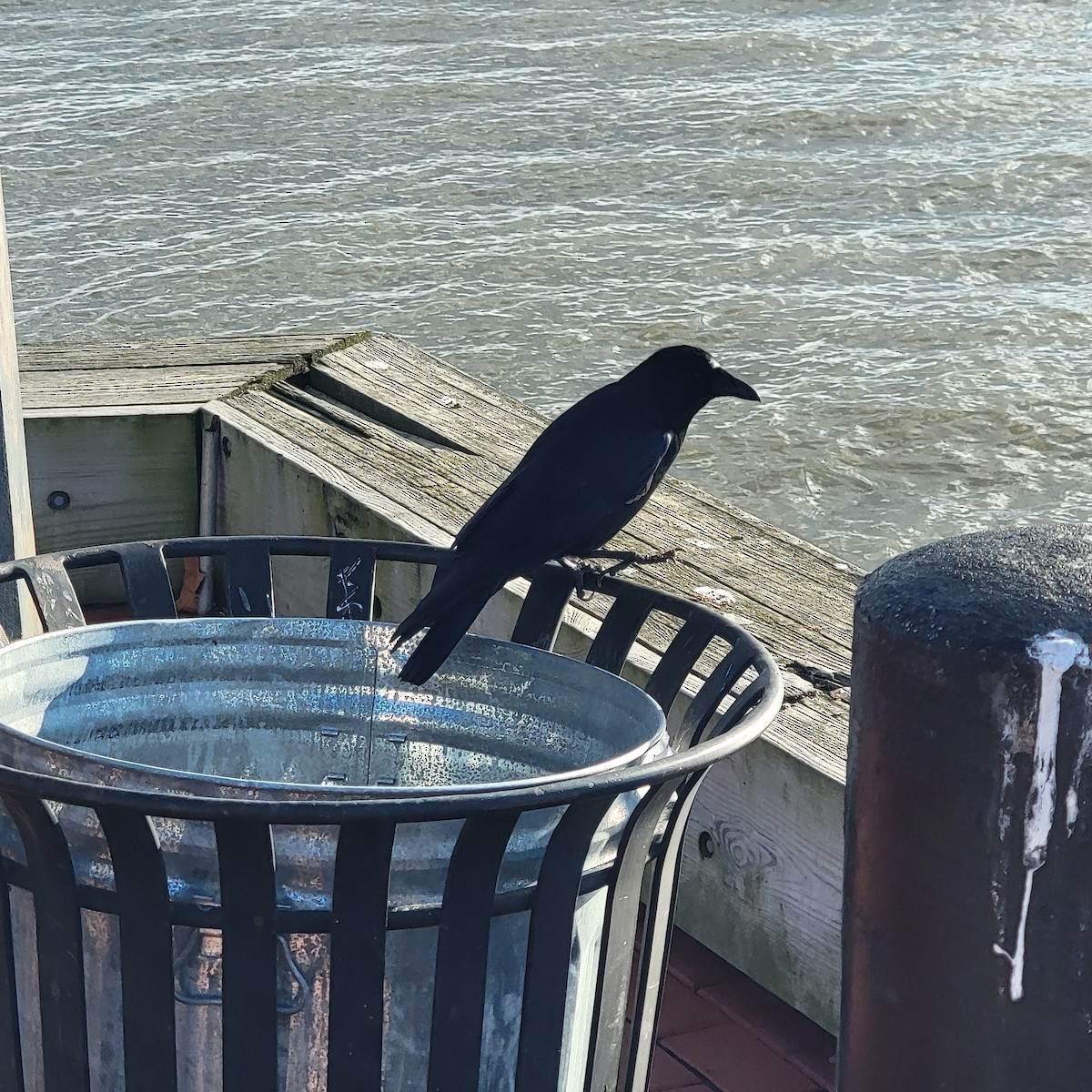 ウオガラス - ML647475068