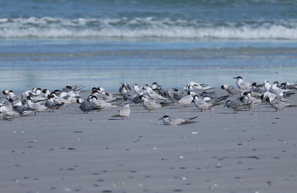 Common Tern - ML647475085