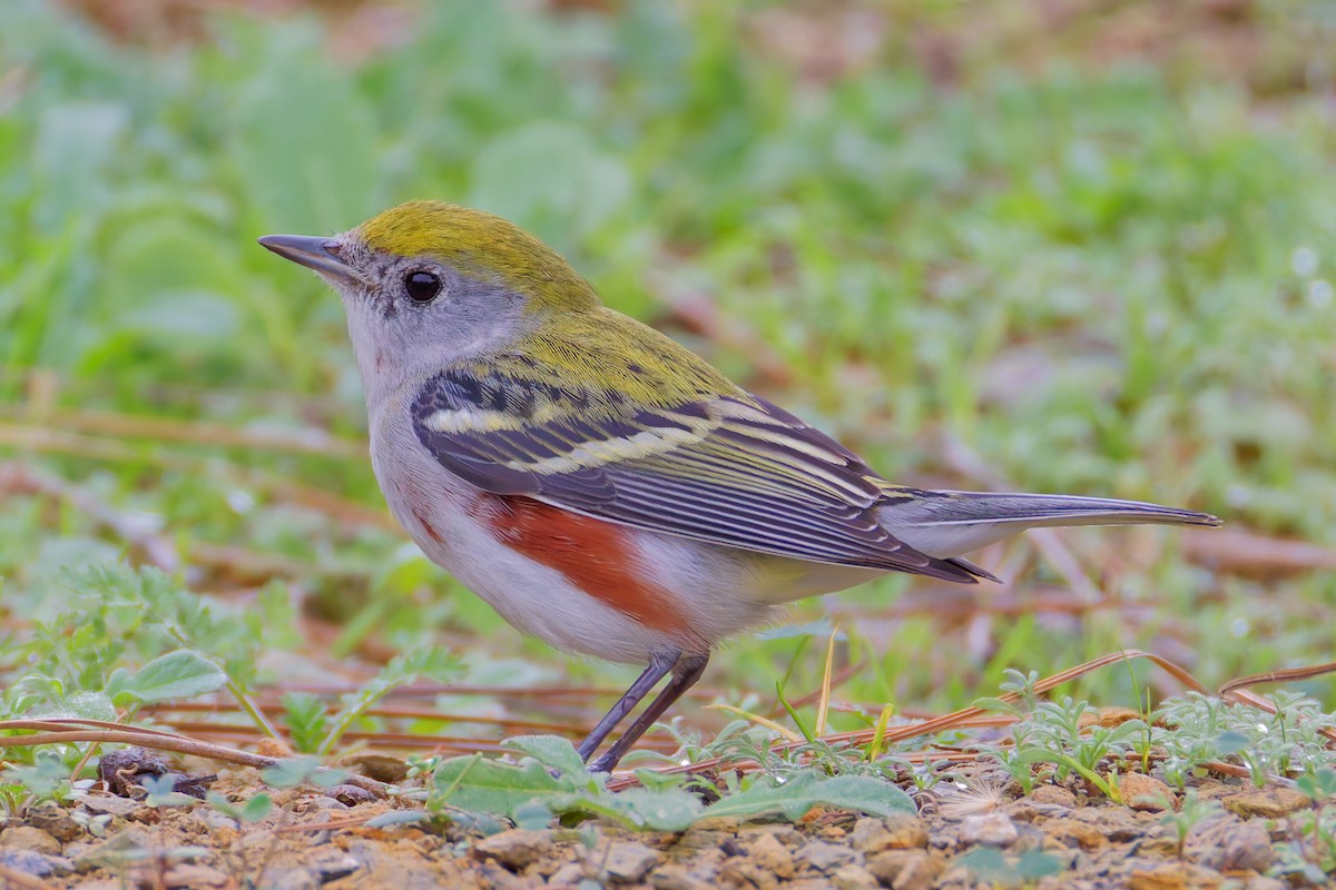 Chestnut-sided Warbler - ML647475087