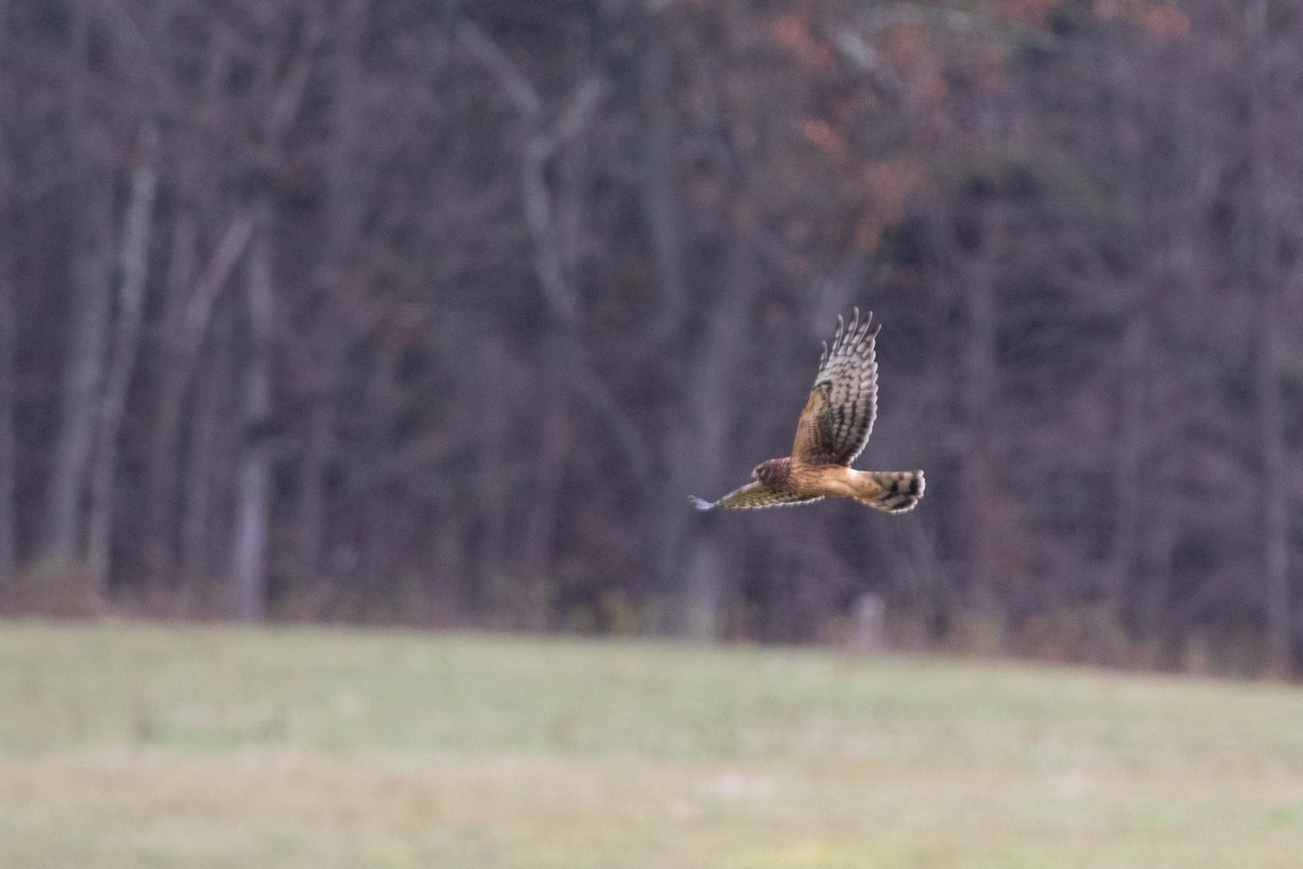 Northern Harrier - ML647475089