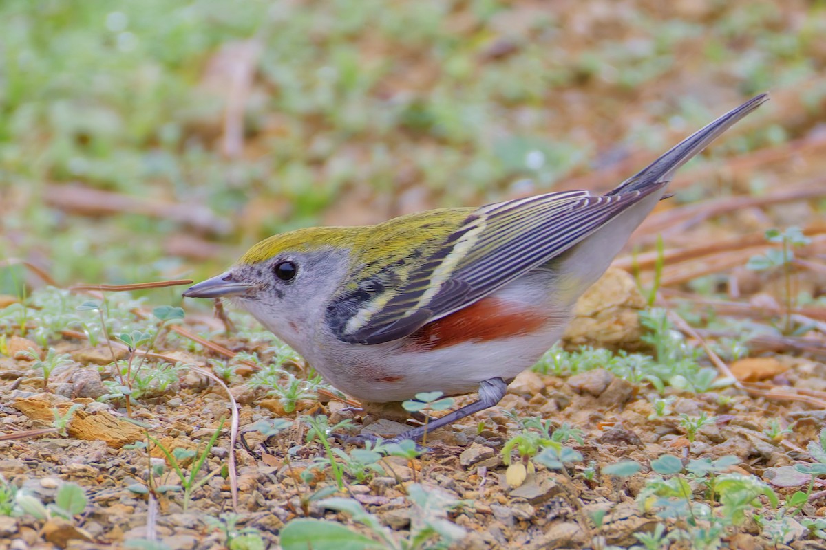 Chestnut-sided Warbler - ML647475121