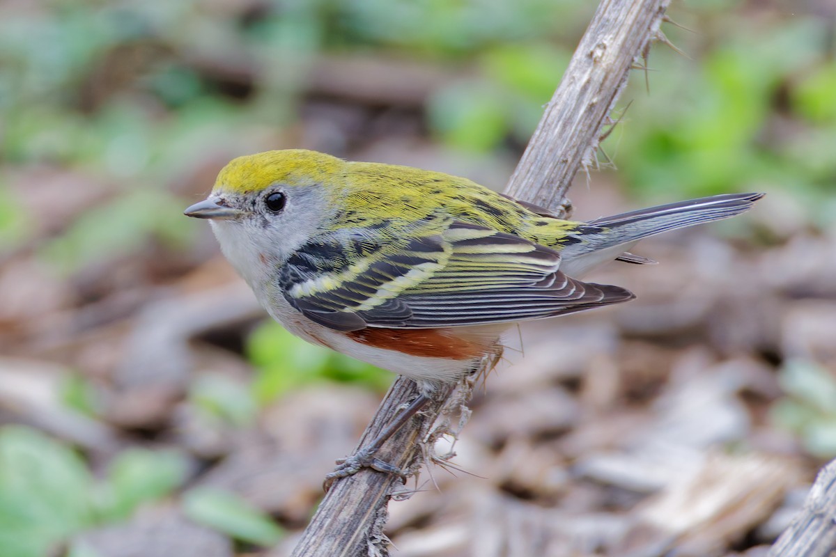 Chestnut-sided Warbler - ML647475141