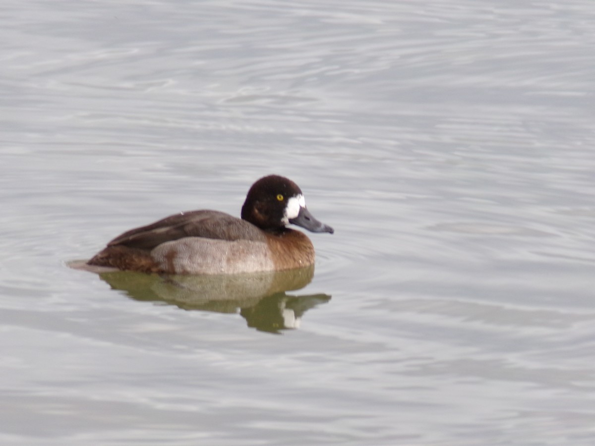 Lesser Scaup - ML647475145