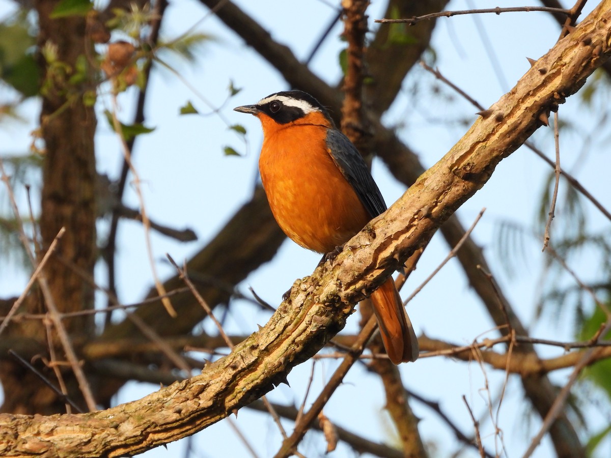 Cossyphe de Heuglin - ML647475148