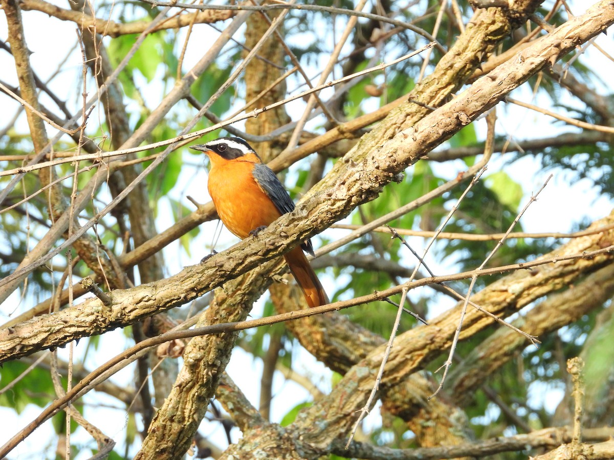 Cossyphe de Heuglin - ML647475149