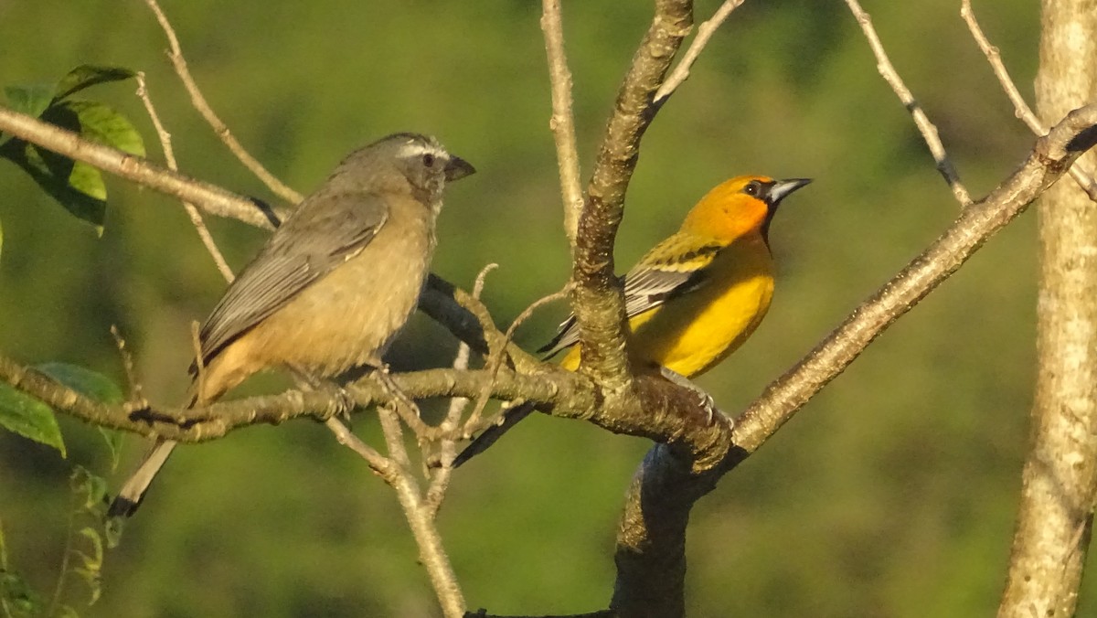 Kuzeyli Kurşuni Saltator - ML647475155