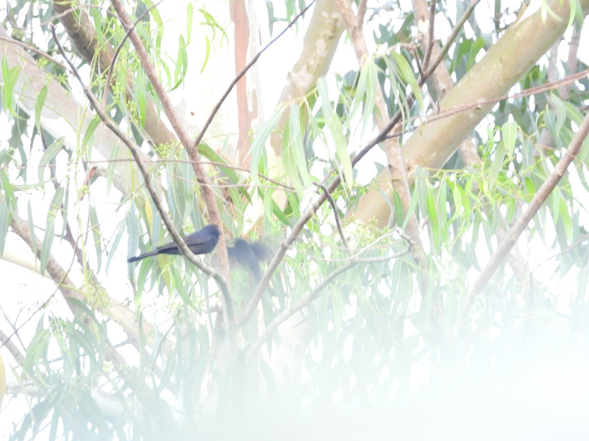 Northern Black-Flycatcher - ML647475163