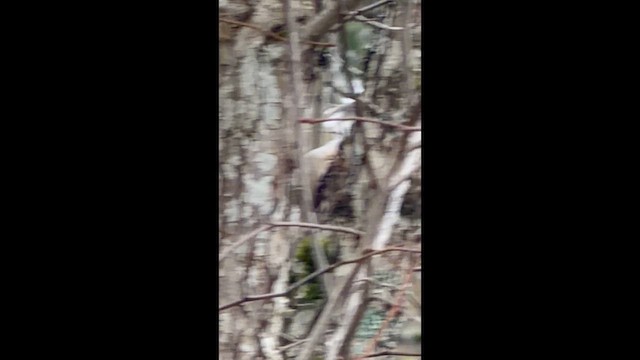 šoupálek americký - ML647475171