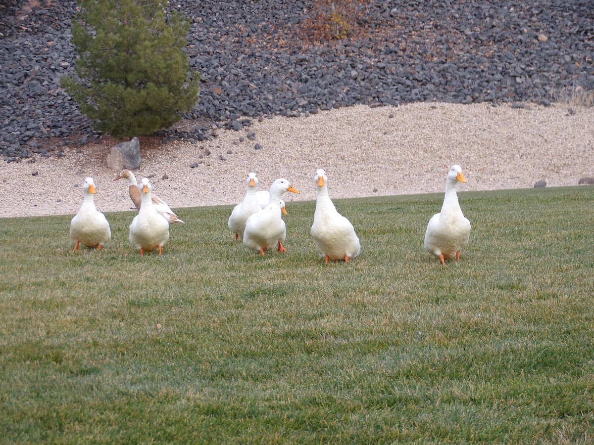 duck sp. - ML647475189