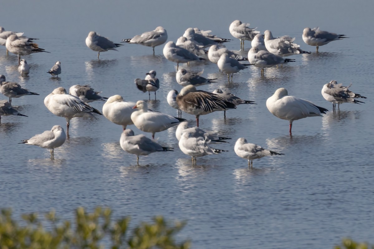 Ross's Goose - ML647475203