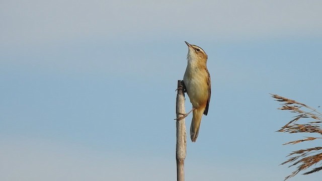 Sedge Warbler - ML647475209