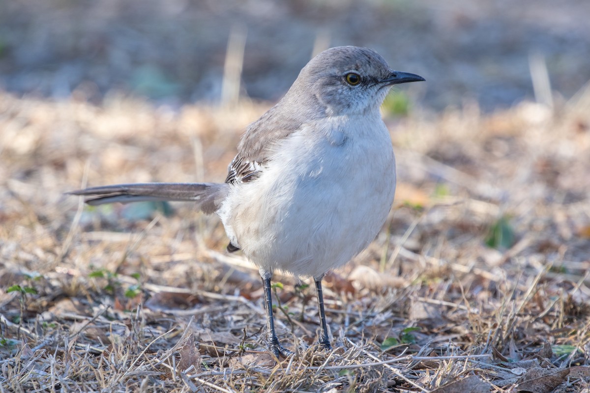 Northern Mockingbird - ML647475211