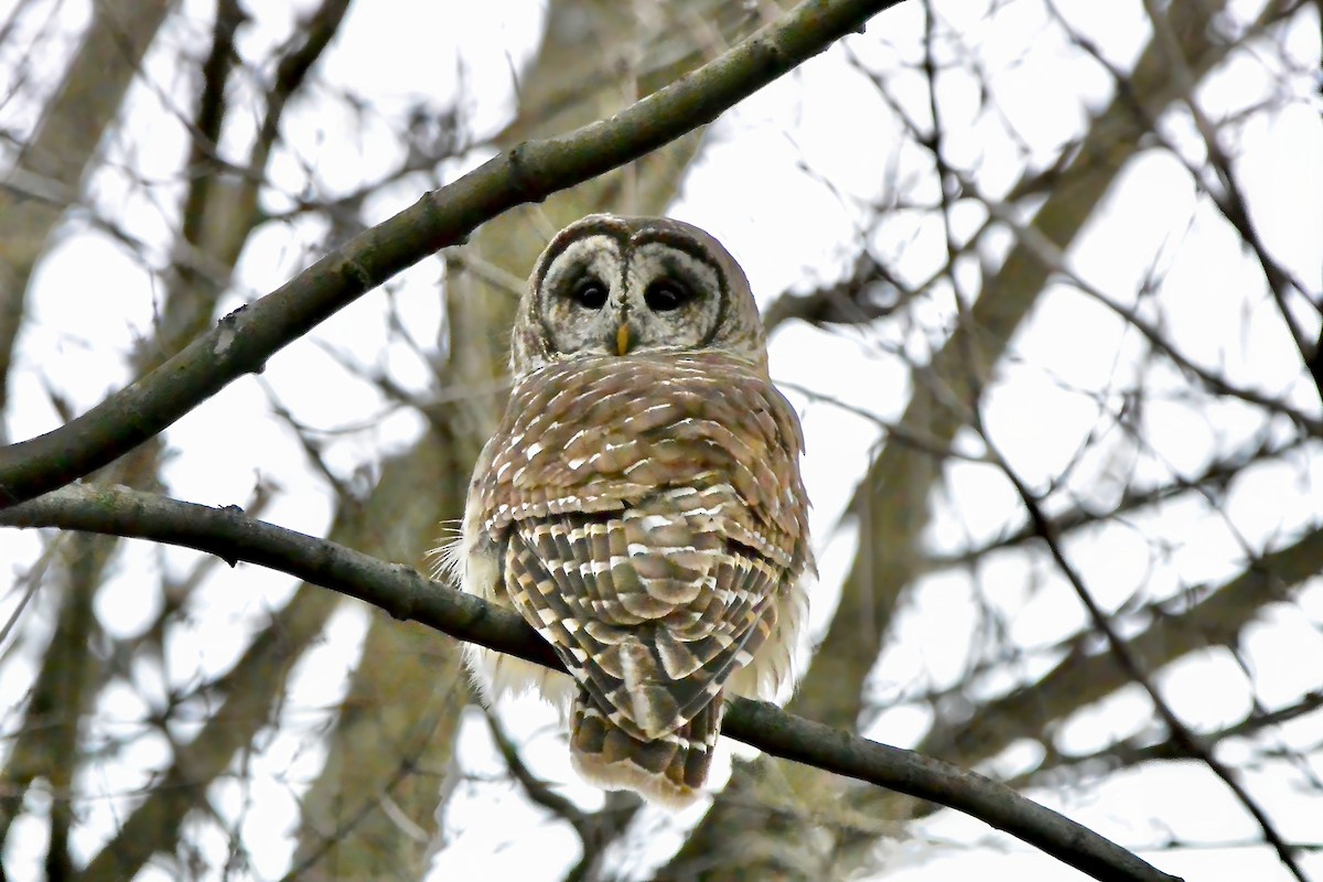 Barred Owl - ML647475212