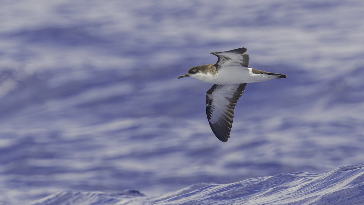 Tropical Shearwater (Mascarene) - ML647475213