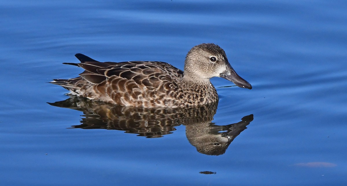 Blue-winged Teal - ML647475214