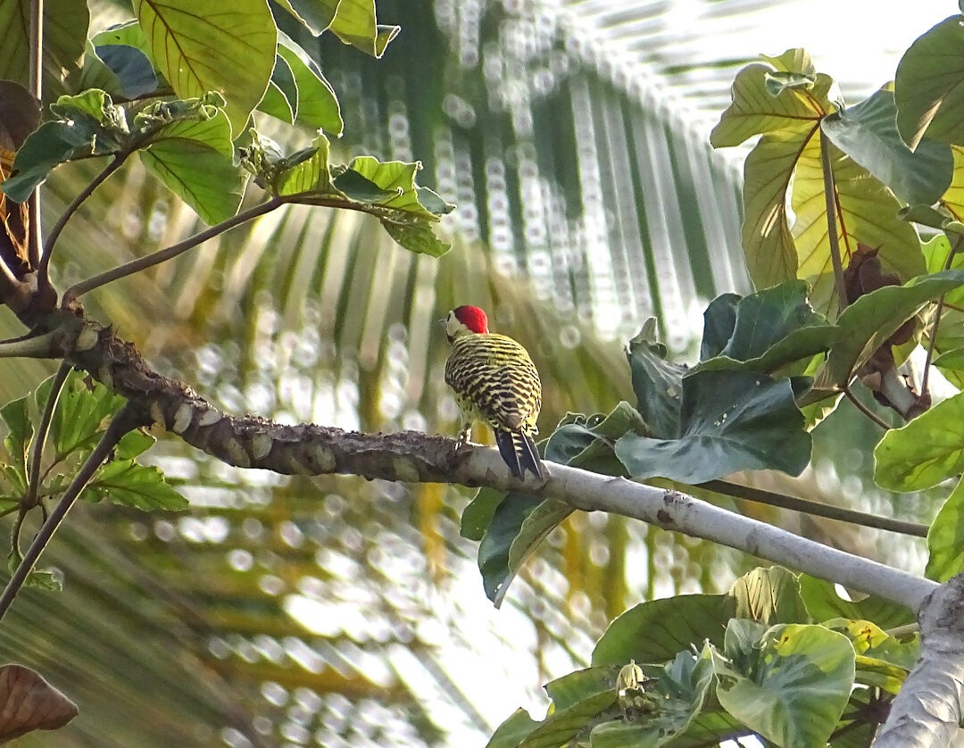 Green-barred Woodpecker - ML647475215