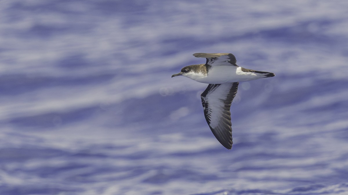 Tropical Shearwater (Mascarene) - ML647475217
