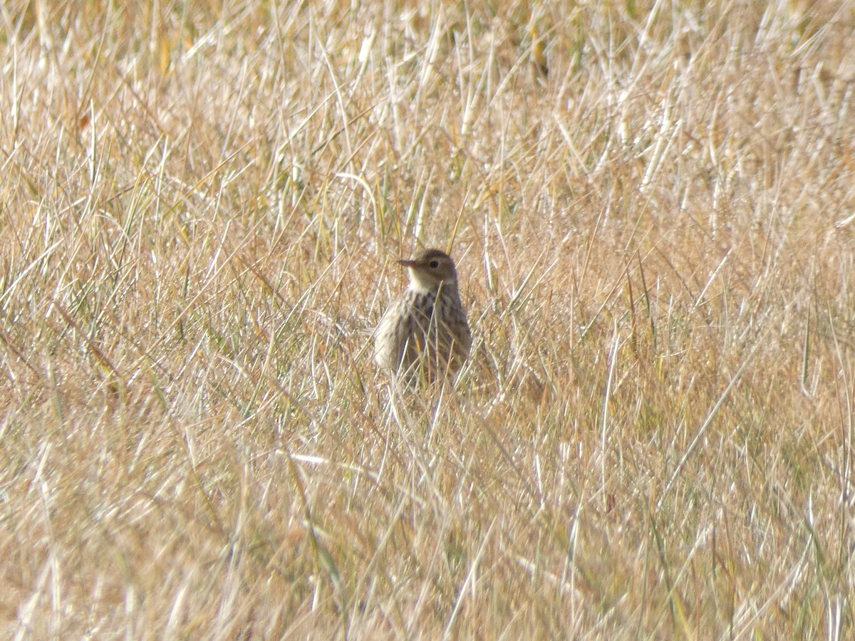 American Pipit - ML647475218