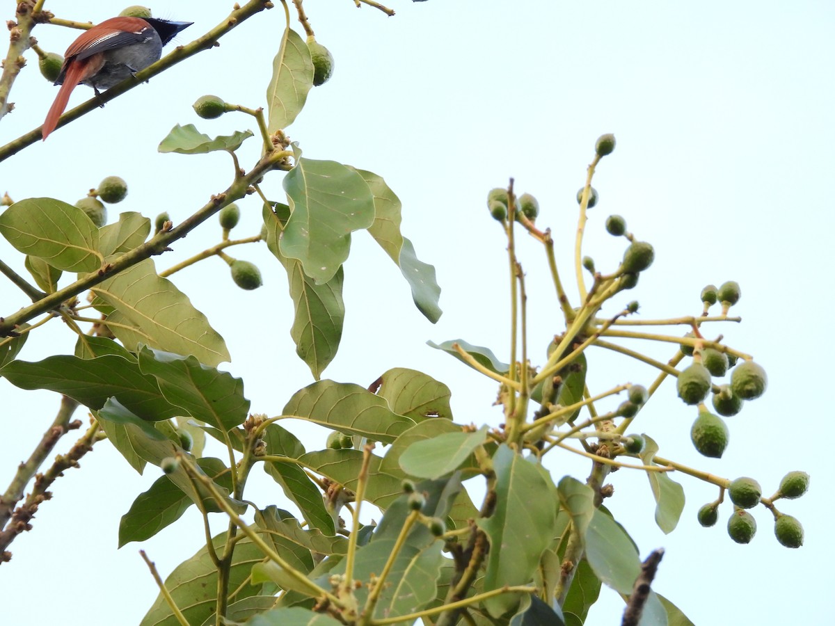 Tchitrec d'Afrique - ML647475219