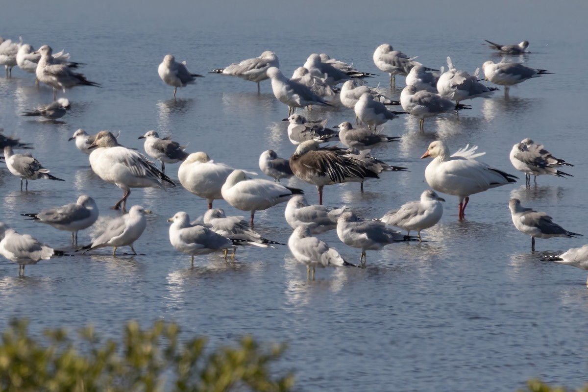 Snow Goose - ML647475220