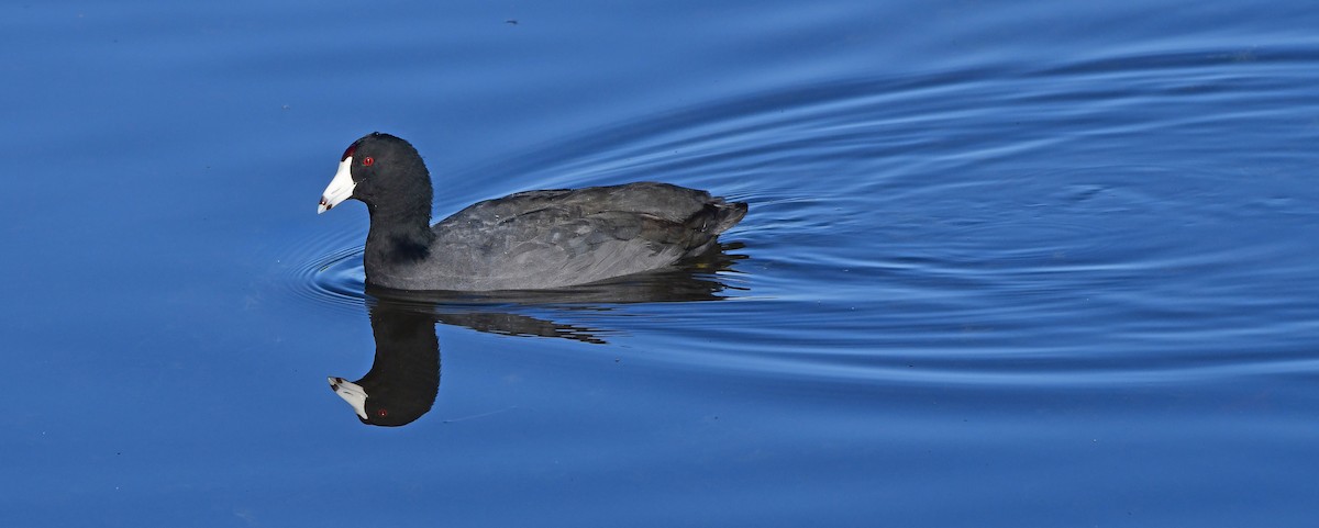 American Coot - ML647475222