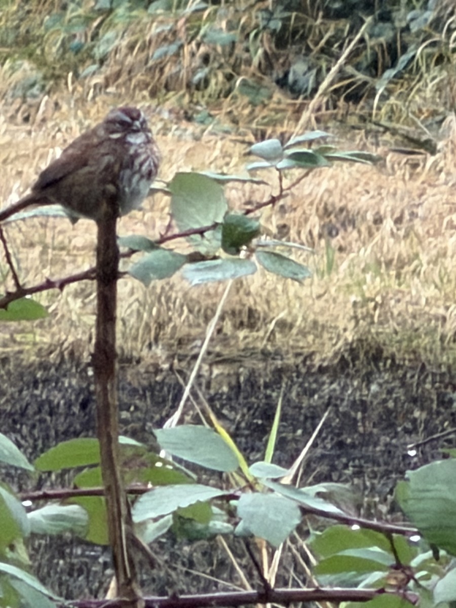 Song Sparrow - ML647475223
