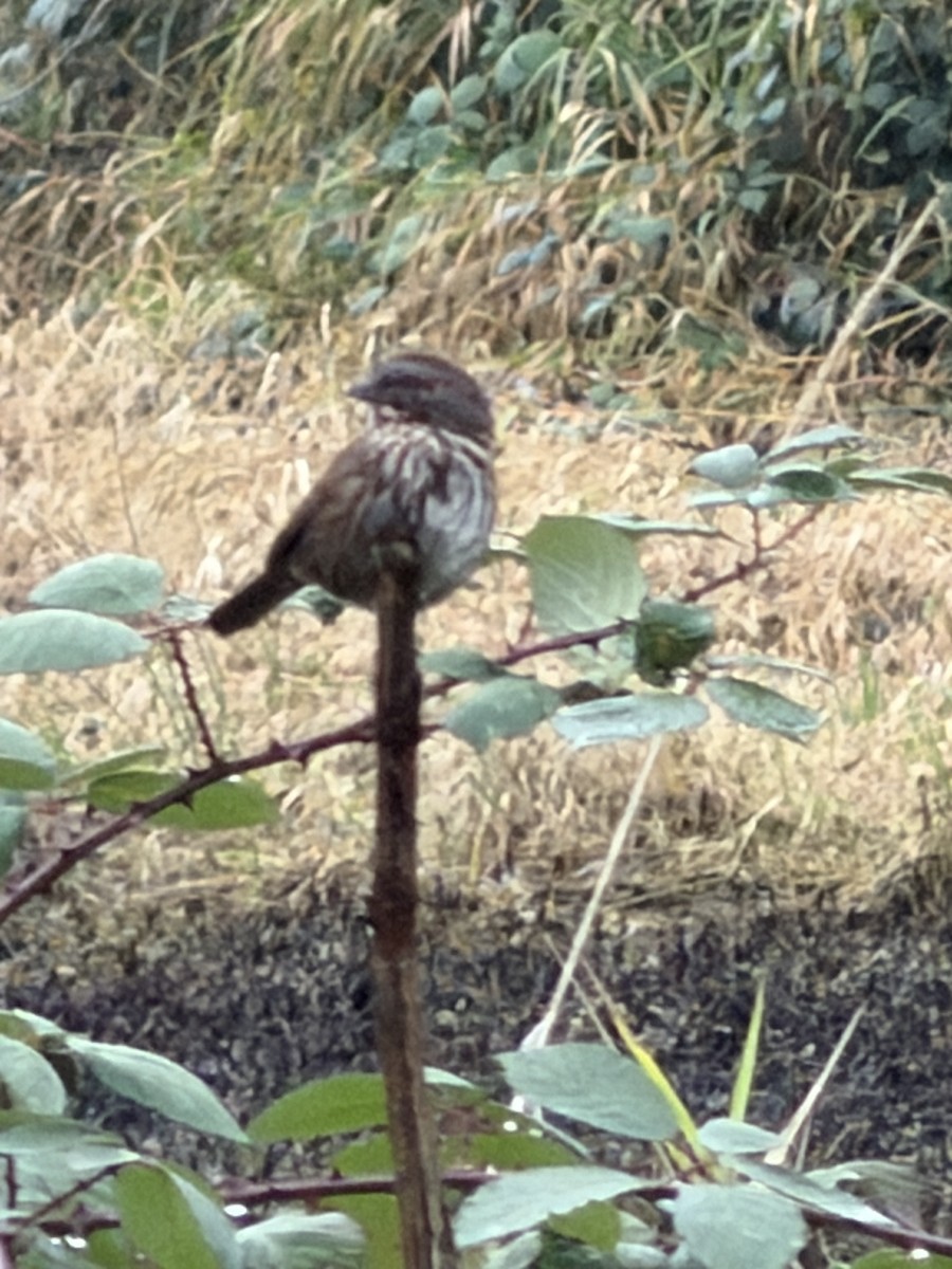 Song Sparrow - ML647475224