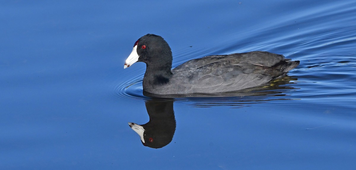 American Coot - ML647475225