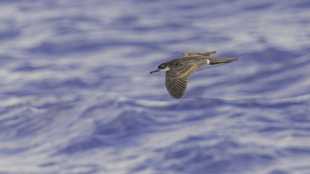 Tropical Shearwater (Mascarene) - ML647475231